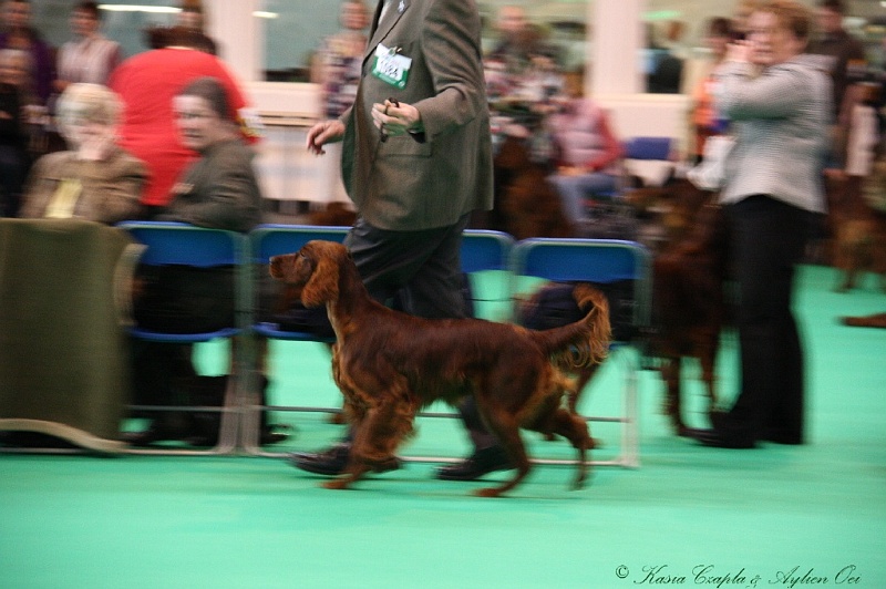 Crufts2011 132.jpg